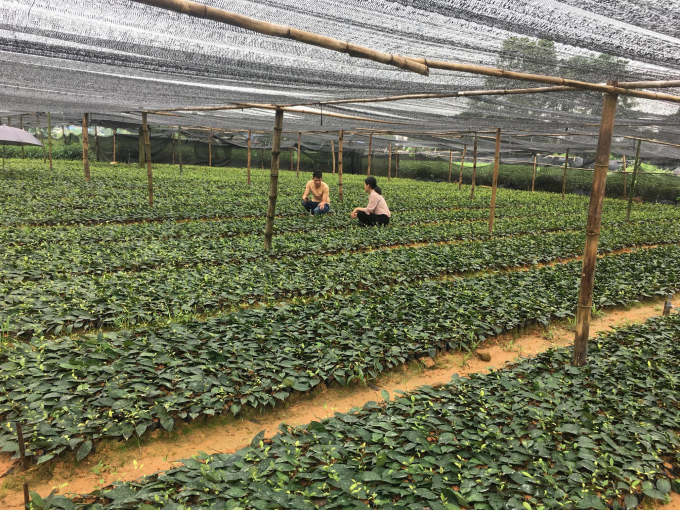 Vườn ươm chè giống của gia đình anh Nguyễn Văn Bằng trở thành mô hình kinh tế hiệu quả. Ảnh: Đồng Văn Thưởng.