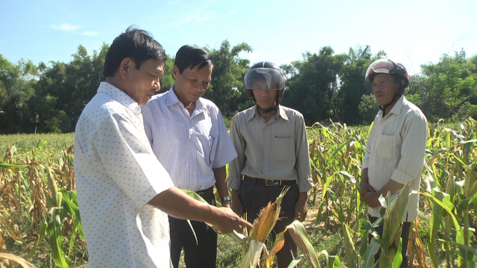 Cây bắp lai theo mô hình nông nghiệp thông minh CSA trên đất lúa không chủ động nước mang lại hiệu quả cho người dân ở Quảng Nam. Ảnh: L.K.