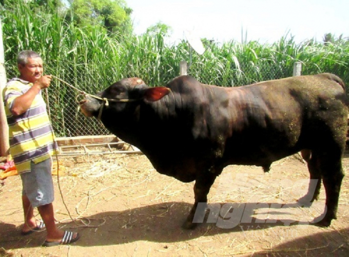 Sau 1 năm nuôi, trọng lượng bò BBB có thể đạt trên 500kg/con. Ảnh: Vũ Đình Thung.
