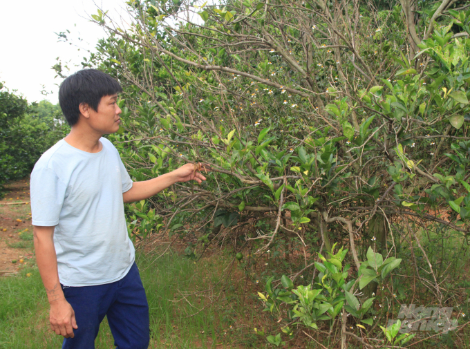 Nhiều vườn cam tại thủ phủ cam Minh Hợp bị các loại bệnh hại tàn phá. Ảnh: Việt Khánh.