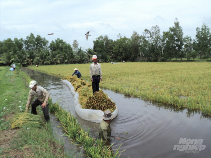 Kiên Giang có diện tích lúa - tôm, khoảng 65 ngàn ha, là môi trường thuận lợi cho sản xuất lúa sạch, lúa an toàn hoặc cao hơn là hữu cơ. Ảnh: Trung Chánh.