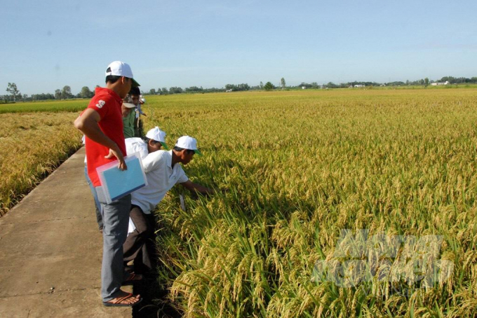 Nông dân Đồng Tháp tham gia tập huấn sản xuất lúa an toàn theo mô hình công nghệ sinh thái. Ảnh: Hoàng Vũ.
