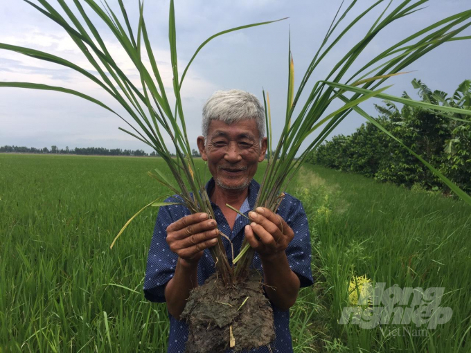 Sản xuất lúa an toàn, theo hường hữu cơ, cây lúa ít bị sâu bệnh, nông dân không phải nặng công chăm sóc. Ảnh: Hoàng Vũ.
