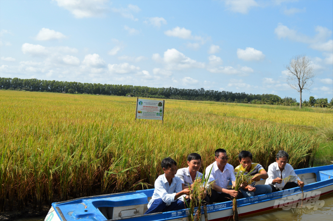 Kiên Giang có diện tích lúa - tôm, khoảng 65 ngàn ha, là môi trường thuận lợi cho sản xuất lúa sạch, lúa an toàn hoặc cao hơn là hữu cơ. Ảnh: Trung Chánh.