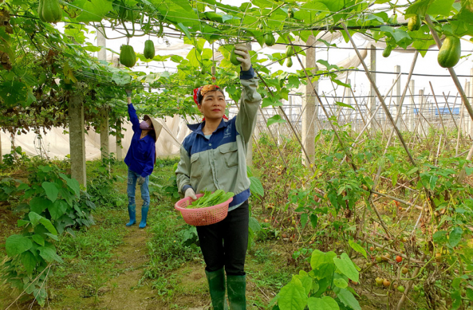 Mục tiêu lâu dài của Công ty TNHH Nông sản Minh Vân là kiên trì thực chăm sóc rau theo quy trình hữu cơ. Ảnh: Đồng Văn Thưởng.