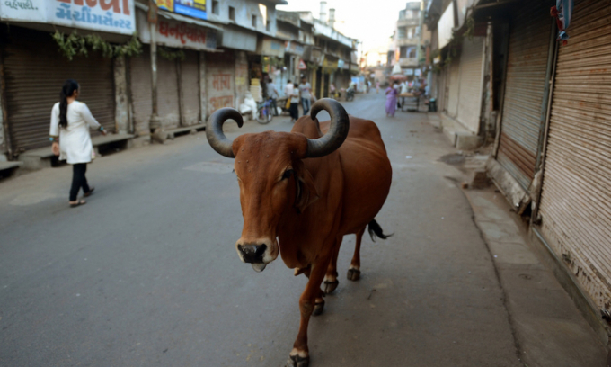 Tại Ấn Độ, bò được phép đi trên phố cùng con người. Ảnh: AFP.