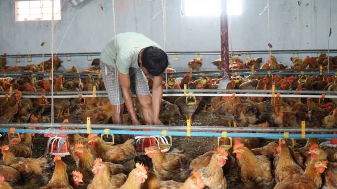 Chăn nuôi gà tập trung cho hiệu quả kinh tế cao tại xã Tân Viên, huyện An Lão. Ảnh: Đinh Mười.