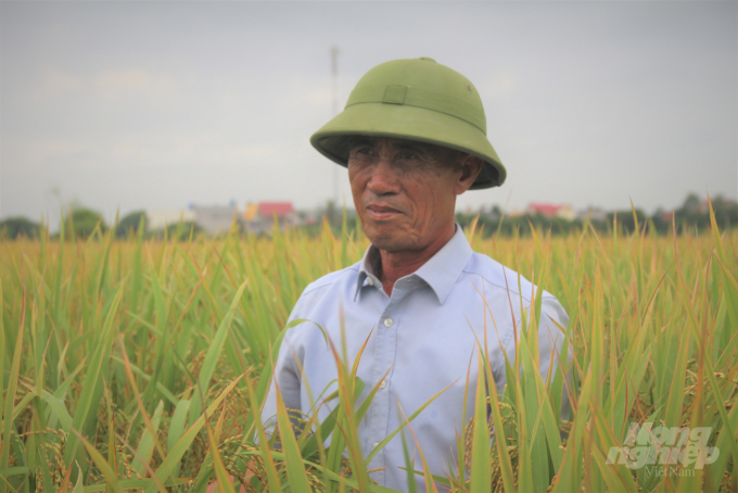 Ông Trương Công Thưởng đánh giá Nếp Hương là giống lúa có chất lượng tốt nhất tại xã Lam Sơn hiện tại. Ảnh: Phạm Hiếu.