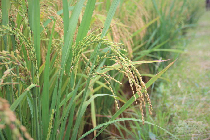 Lúa Nếp Hương có hạt to, đẹp và chủ yếu là để xuất khẩu nên sức tiêu thụ rất lớn. Ảnh: Phạm Hiếu.