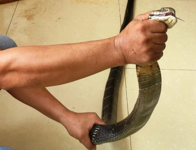 Trọng lượng một cá thể rắn hổ mang chúa nặng hơn 3kg. Ảnh: Công an cung cấp. 