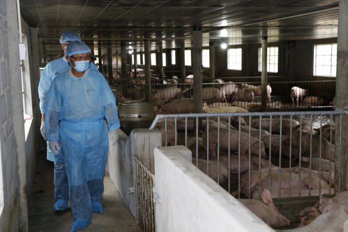 Đoàn công tác Bộ NN-PTNT kiểm tra công tác tái đàn lợn tại Khánh Hòa. Ảnh: KS.