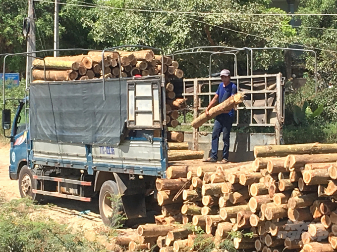 Gỗ rừng trồng là một trong những mặt hàng Việt nam đang xuất khẩu rất mạnh. Ảnh: Vũ Đình Thung.