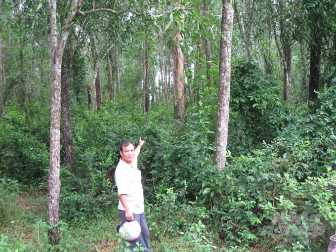 Trong thời gian tới, Bộ NN-PTNT sẽ đẩy mạnh công tác hỗ trợ các chủ rừng thực hiện chương trình quản lý rừng bền vững và cấp chứng chỉ rừng bền vững. Ảnh: Vũ Đình Thung.