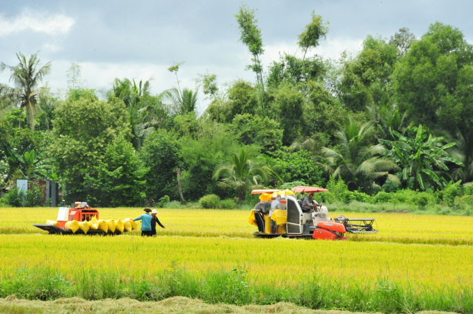 Dự án VnSAT đã có những tác động mạnh mẽ trong tái cơ cấu ngành hàng lúa gạo. Ảnh: Lê Hoàng Vũ.