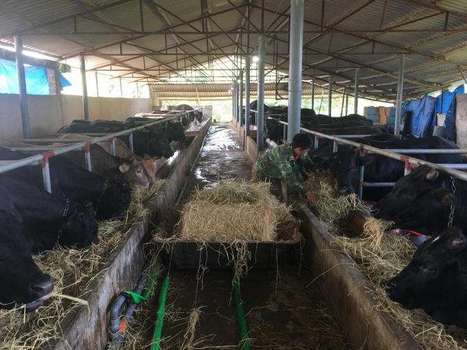 Chuồng trại nuôi bò được Nguyễn Lâm Tới quy hoạch bài bản, khoa học. Ảnh : Đồng Văn Thưởng.