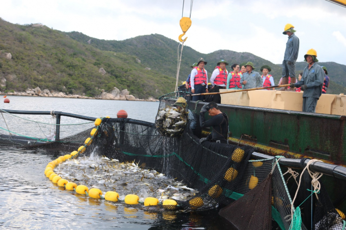 Thứ trưởng Phùng Đức Tiến tham quan nuôi cá lồng biển quy mô công nghiệp trên vịnh Vân Phong, tỉnh Khánh Hòa. Ảnh: KS.