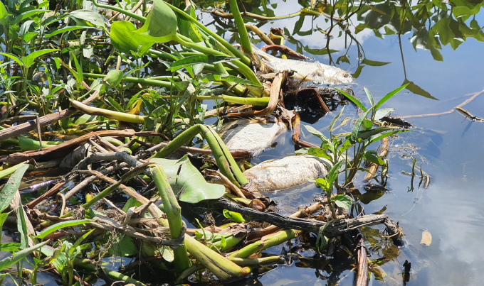 Những ngày qua, các loài cá trên sông Lai Nghi (đoạn qua phường Thanh Hà, TP Hội An, Quảng Nam) chết hàng loạt nghi do ô nhiễm nguồn nước. Ảnh: L.K.