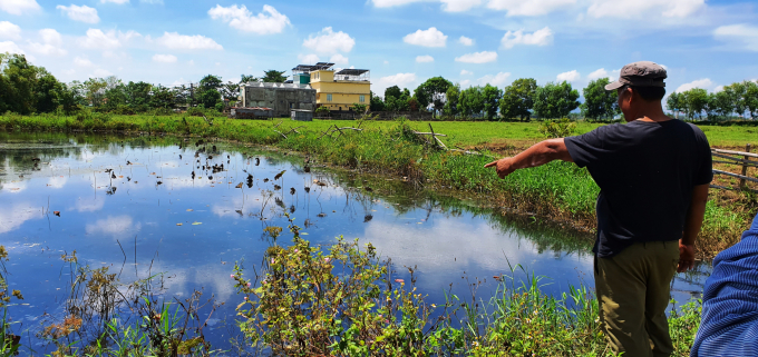 Hồ trồng sen của một người dân ở phường Điện Nam Đông chết héo vì nguồn nước bị ô nhiễm. Ảnh: L.K.
