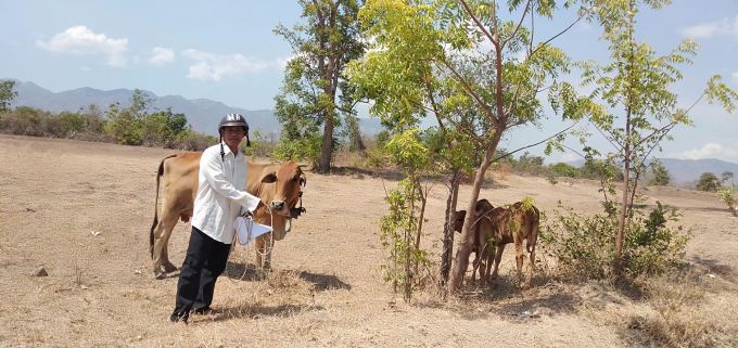 Các hộ nghèo trước trước đây ở Ninh Thuận nhờ nhận khoán bảo vệ rừng đã có vốn mua bò, kết hợp phát triển kinh tế gia đình nay đã dần thoát nghèo.