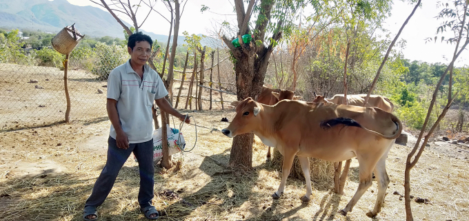 Nhờ tham gia bảo vệ rừng, nhiều hộ là đồng bào đã có tiền mua bò nuôi phát triển kinh tế gia đình.