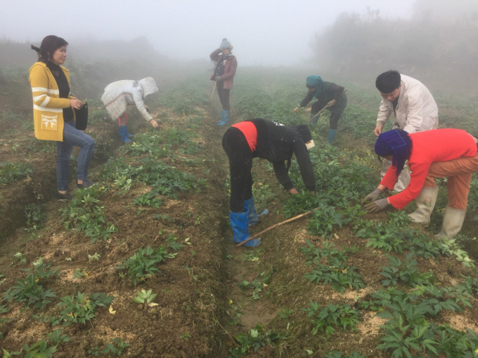 Người dân huyện biên giới Bát Xát (Lào Cai) trồng thảo dược, nâng cao thu nhập. Ảnh: S.K.