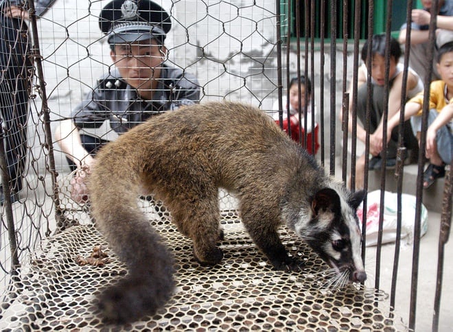 Một cá thể cầy hương được nuôi tại Vũ Hán, Hồ Bắc, Trung Quốc. Ảnh: SCMP.