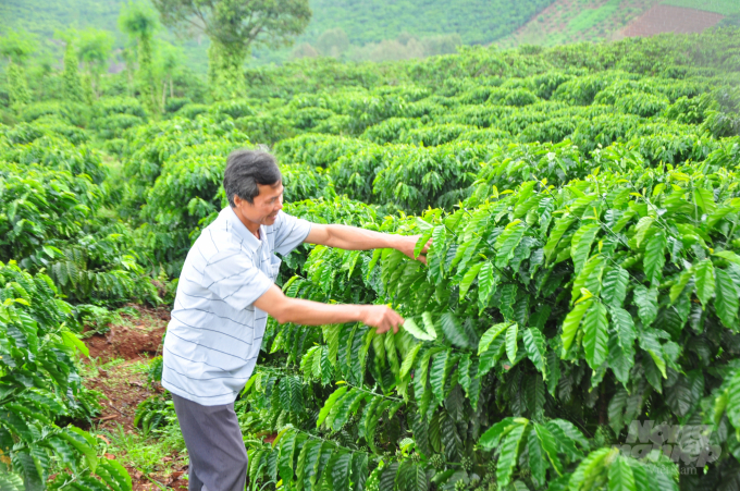 Từ hiệu quả dự án VnSAT mang lại, người trồng cà phê ở Tây Nguyên kiến nghị các chương trình dự án tiếp tục triển khai và mở rộng thêm đối tượng tham gia. Ảnh: M.H.