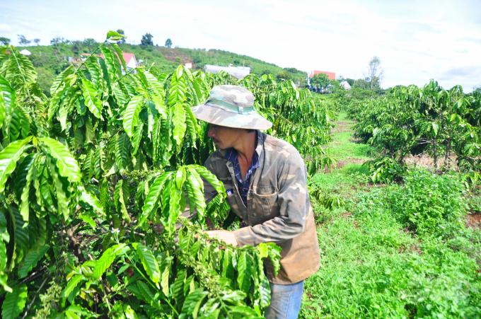Dự án VnSAT đã giúp người trồng cà phê nâng cao kỹ thuật sản xuất. Ảnh: M.H.