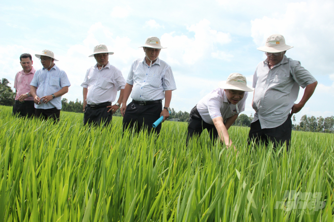 Ông Trần Trọng Hiếu (thứ 3 từ phải sang), Phó Chủ tịch UBND huyện Vị Thủy (Hậu Giang) cùng đoàn công tác thăm cánh đồng sản xuất lúa hữu cơ. Ảnh: Trọng Linh.