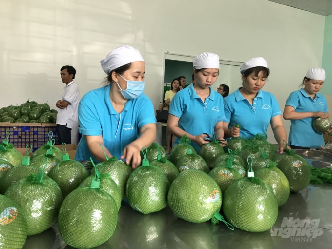 Xuất khẩu rau quả tăng trưởng trở lại trong tháng 8. Ảnh: Thanh Sơn.