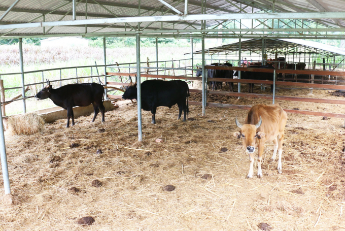 Để duy trì đàn bò, Trung tâm ứng dụng Khoa học và Công nghệ Lâm Đồng phải bỏ kinh phí mua thức ăn cho bò. Ảnh: X.L.