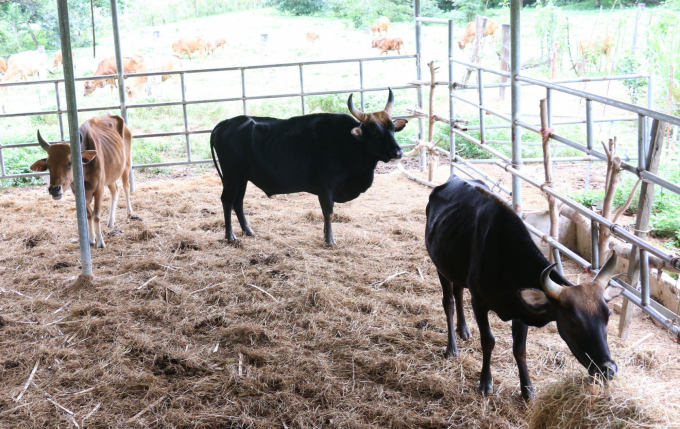 Từ tháng 11/2019 đến nay, đàn bò tót lai F1 bị nuôi nhốt, ăn rơm khô để duy trì sự sống. Ảnh: X.L.