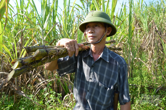 Thu hoạch mía. Ảnh: NNVN.