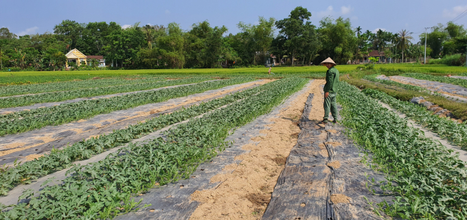 Nhiều diện tích lúa kém hiệu quả ở Quảng Nam được chuyển qua cây trông khác để tăng hiệu quả kinh tế cho người dân. Ảnh: L.K.