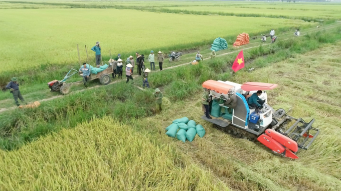 Cánh đồng lớn Hoành Vinh hôm nay. Ảnh: B. Châu.