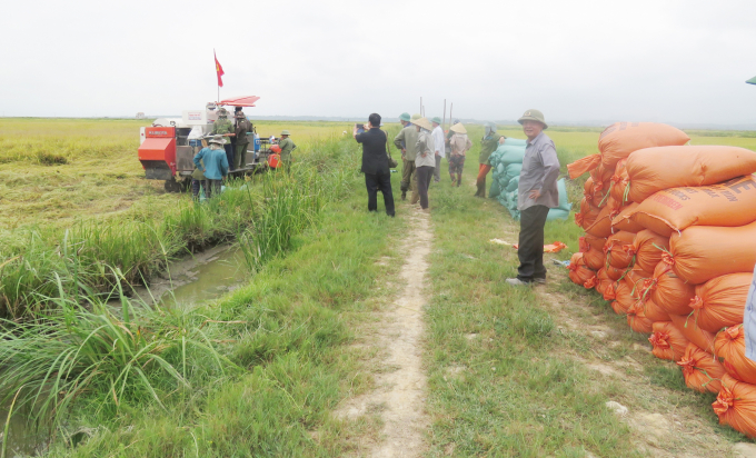 Hơn 10 năm liên tục, nông dân Hoành Vinh được mùa lớn.Ảnh: B. Châu.