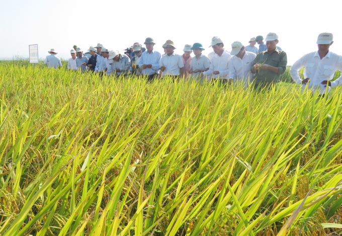 Sản xuất lúa không dùng thuốc trừ sâu là cách người dân Hoành Vinh tự bảo vệ chính mình. Ảnh: B.Châu.