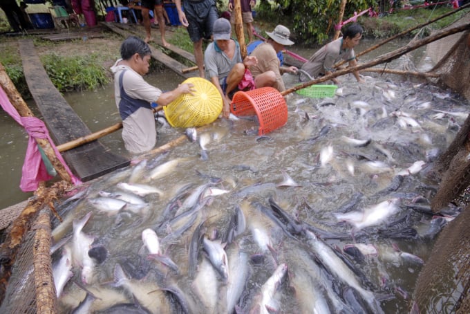 Đề án Liên kết sản xuất giống cá tra 3 cấp chất lượng cao vùng ĐBSCL tại An Giang góp phần gắn kết giữa người sản xuất và doanh nghiệp. Ảnh: Lê Hoàng Vũ.