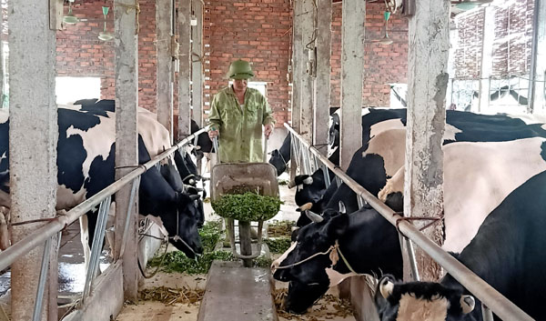 Chuyển ra khu chăn nuôi tập trung, gia đình anh Đặng Văn Bàng, xã Vĩnh Thịnh có điều kiện phát triển thêm đàn bò sữa. Ảnh: Bích Phượng.