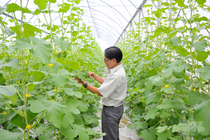 Từ năm 2015 đến nay An Giang đã chuyển đổi được 22.554 ha đất lúa kém hiệu quả sang rau màu và cây ăn trái. Ảnh: Lê Hoàng Vũ.
