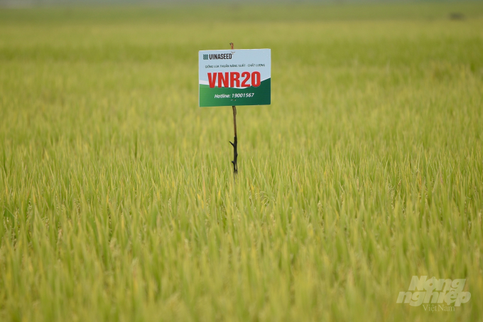 Cánh đồng trồng VNR20 sắp đến kỳ thu hoạch tại xã Thụy Hòa, huyện Yên Phong, Bắc Ninh. Ảnh: Tùng Đinh.