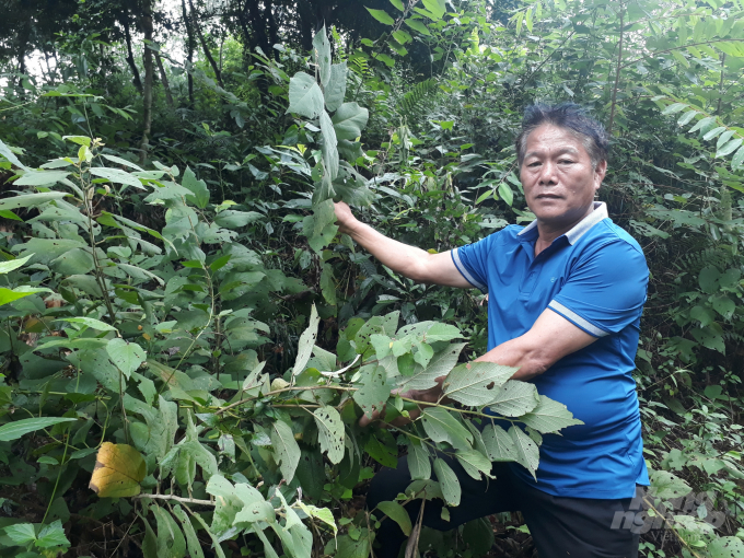 Cây dược liệu an xoa được ông Đường Ngọc Sơn thâm canh dưới tán rừng cho hiệu quả kinh tế. Ảnh: Trần Hồ.