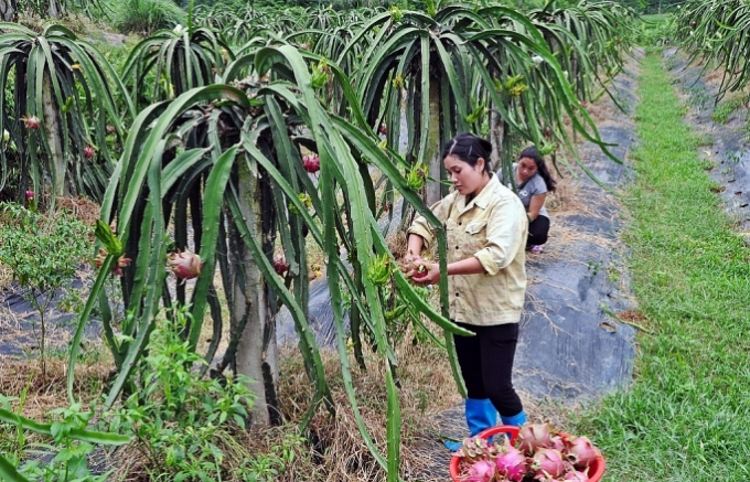 Thanh long ruột đỏ Lập Thạch công nhận là 1 trong 18 sản phẩm nông nghiệp đạt chất lượng sản phẩm OCOP của tỉnh Vĩnh Phúc.