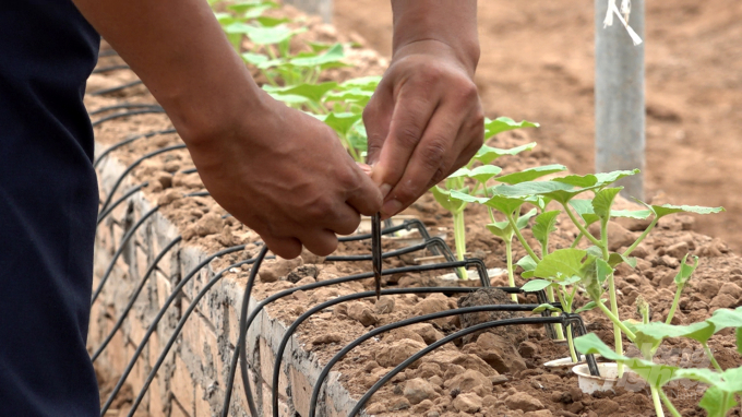 Cây trồng được tưới dung dịch dinh dưỡng nhỏ giọt, giúp tối ưu hóa chi phí đầu vào. Ảnh: Phạm Hạnh.