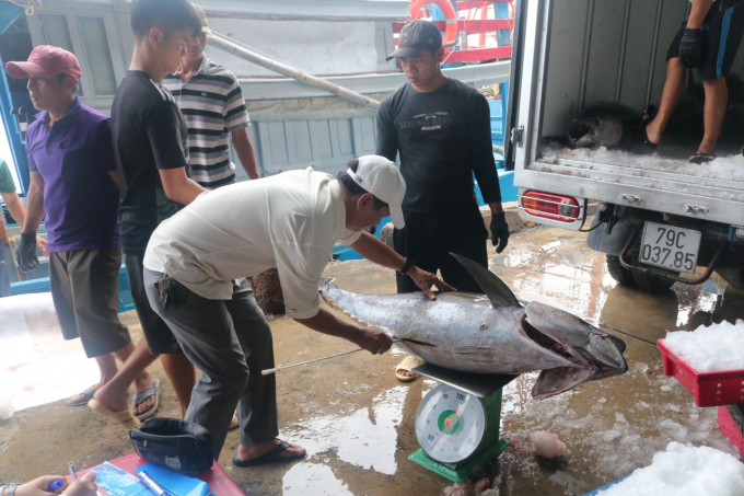 Cá ngừ đại dương hiện thu mua khoảng 85 ngàn đ/kg, nhích lên 3 ngàn đ/kg so với chuyến biển trước. Ảnh: KS.