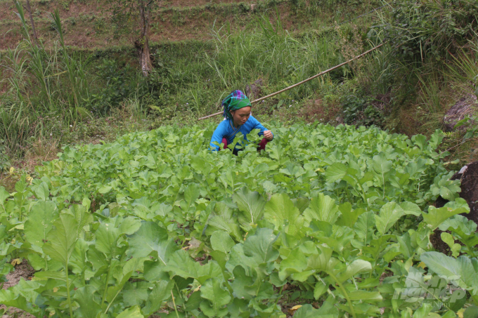 Các mô hình giảm nghèo giúp nông dân Hà Giang tiếp cận với những tiến bộ khoa học kỹ thuật áp dụng vào sản xuất. Ảnh: Lê Hoàn.