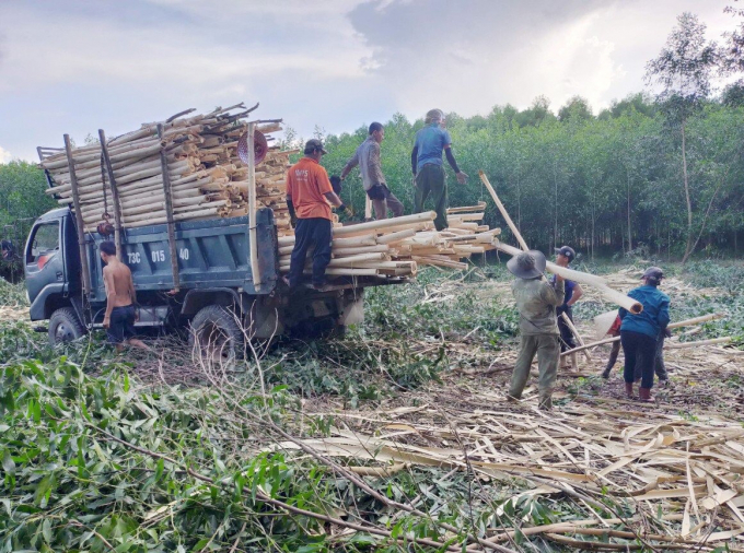 Việc khai thác và tiêu thụ sản phẩm gỗ rừng trồng được thuận lợi và cho người dân có thu nhập cao. Ảnh: B. Châu