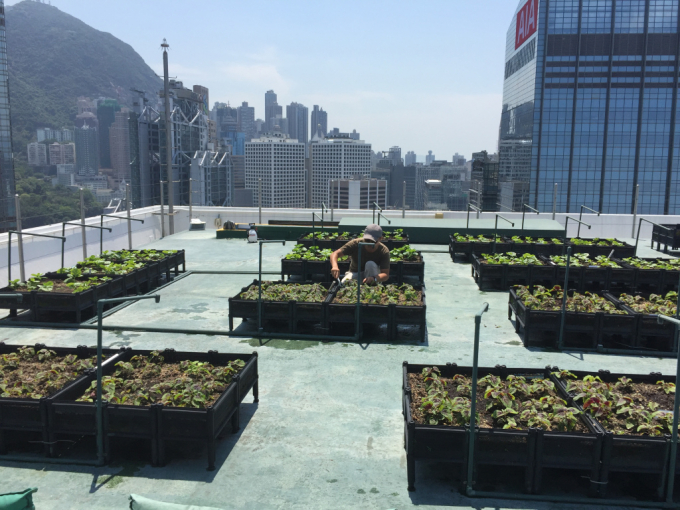 Mô hình trồng rau trên mái nhà cũng phát triển mạnh tại Hồng Kông kể từ khi xảy ra đại dịch Covid-19. Ảnh: GGHK