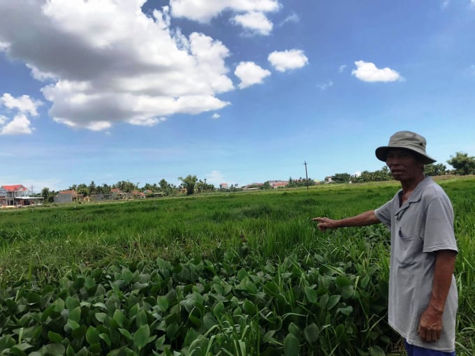 Nhiều diện tích lúa ở cánh đồng Bàu Du (xã Hành Thuận, huyện Nghĩa Hành, Quảng Ngãi) bỏ hoang nhiều năm nay vì nguồn nước bị ô nhiễm. Ảnh: L.K.