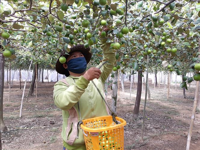 Nông dân Ninh Thuận thu hoạch táo.